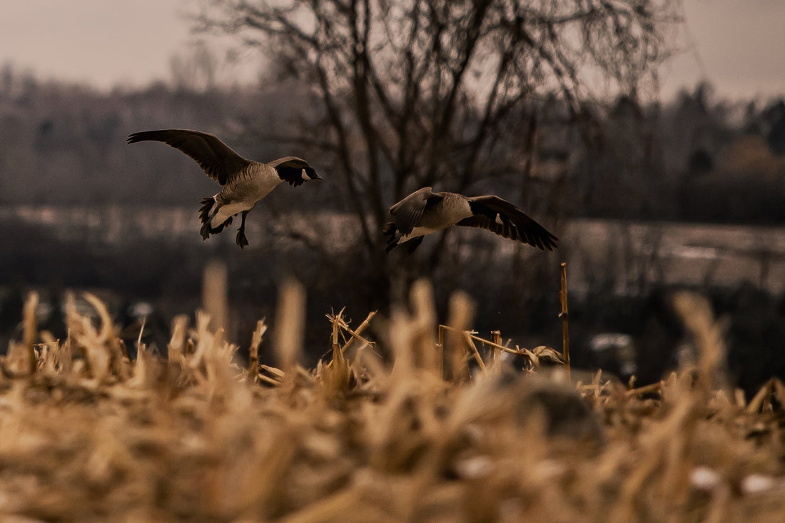 Two Canada geese landing over a field